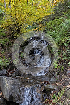 A stream in the PeloÃ±o Forest in Asturias