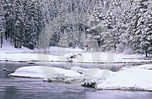 Stream and Pine Trees in Snow, Lake Tahoe, California