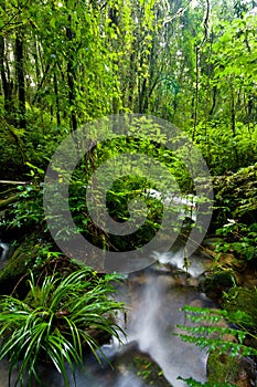 Stream and Rainforest at Intanon National Park