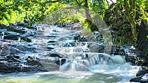 Stream in rainforest with soft flowing water and Ancient Ficus bengalensis grows