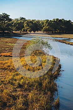 a stream is running through a grassy plain by some trees