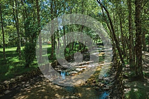 Stream running through a leafy grove in a sunny day