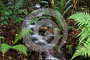 a stream running through a lush green forest filled with leaves