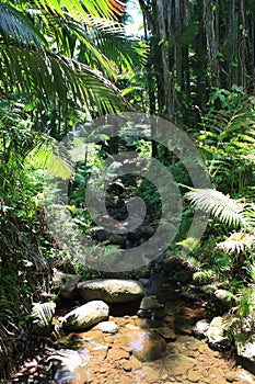 A stream running through a rocky streambed in a rain forest with sunlight streaming through the canopy in Hawaii