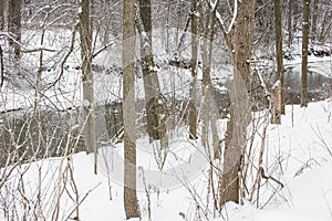 Stream running through snow covered wooded park