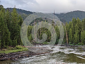 A Stream Runs Through A Lush Green Forest