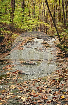 A stream with a small pool with fallen leaves