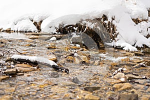 Stream in the snowy mountains. Mountain river. Carpathians. Ukraine. Selective focus