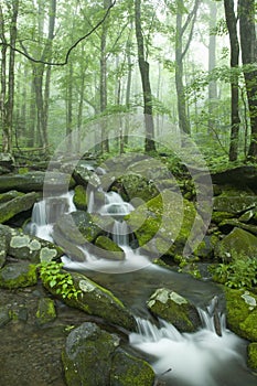 Stream, Spring Landscape, Great Smoky Mtns NP