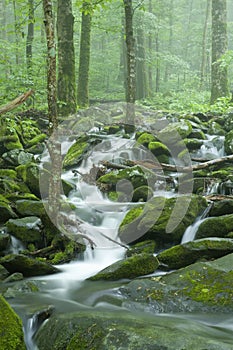 Stream, Spring Landscape, Great Smoky Mtns NP