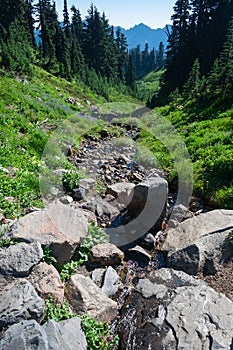 Stream, stones and trees