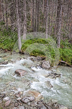 Stream Studeny potok in High Tatras, Slovakia