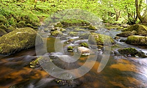 Stream surrounded by green forest, glencree valley, Ireland