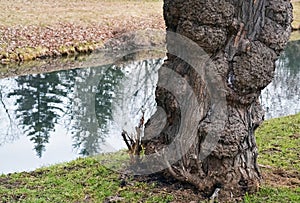 Stream and tree