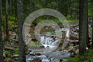 Stream between trees the dark forest at the mountains