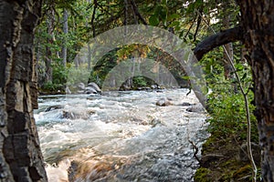 Stream and trees out west