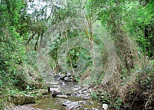 Stream in tropical forest