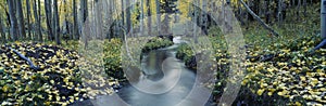 Stream in Uncompahgre National Forest