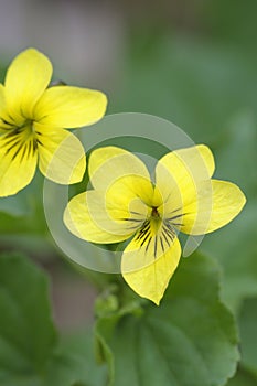 Stream Violet Viola glabella, Cowichan Valley, Vancouver Island, British Columbia