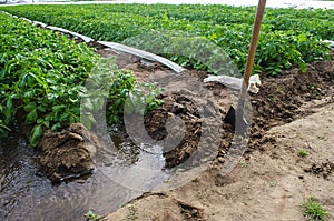 A stream of water through a canal dug out by a shovel irrigates a plantation of potato bushes. Agriculture industry. Growing crops photo