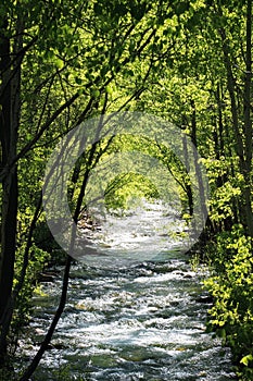A stream of water flows through a forest