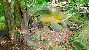 Stream water inthe rain  forest