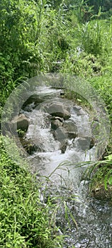 stream water river jungle forest fresh mood calm nature grass scenery riverrock water springs