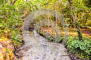 A stream of water runs through a forest