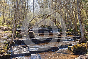 Stream with waterfalls in a budding deciduous forest at springtime