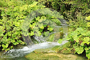 Stream in wetlands on Plitvicka Jezera in Croatia photo