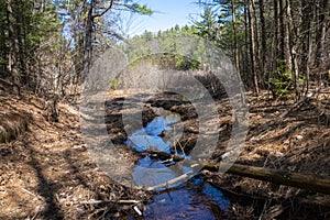 Stream Winding Through a Forest