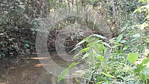 Stream in a winter rainforest