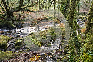 Stream in Woodland photo