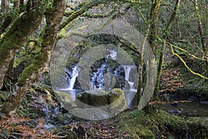 Stream in Woodland photo