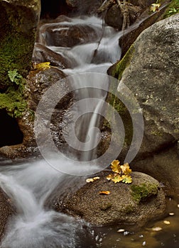 Stream and yellow leaf