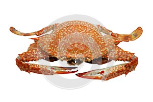 Streamed / boiled Flower crab / Blue crab / Blue swimmer crab / Blue manna crab / Sand crab / seafood