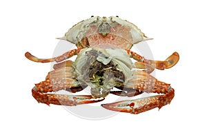 Streamed / boiled Flower crab / Blue crab / Blue swimmer crab / Blue manna crab / Sand crab / seafood