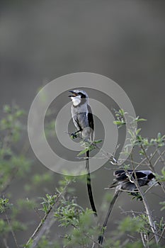 Streamer-tailed tyrant, Gubernetes yetapa