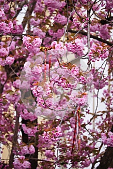 Streamers in cherry blossom tree