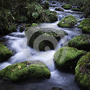 Streamlet in a forest