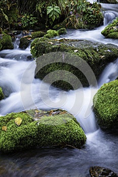 Streamlet in a forest