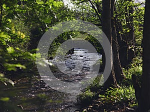 Streams cross the forest, a small stone bridge across the stream, the sun through the forest to the creek photo