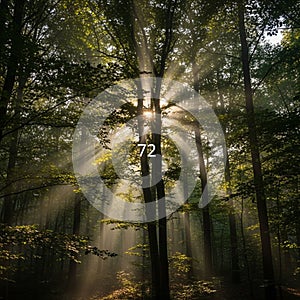 Streams through a dense forest, creating striking beams of light