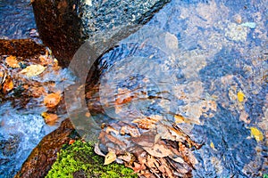 Streams of the fallen leaves