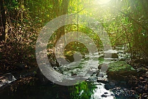 Streams flow through abundant tropical forests in forest of Thailand,Phang Nga,Koh Yao Yai