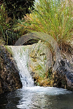 Streams and waterfalls Nature Reserve Ein Gedi