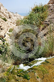 Streams and waterfalls Nature Reserve Ein Gedi