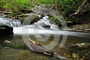 Streams in the woods photo