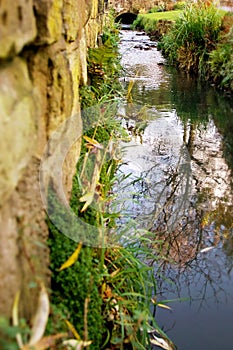 Streamside view looking along the water