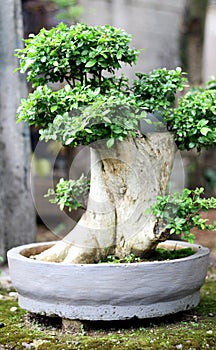 Streblus asper bonsai